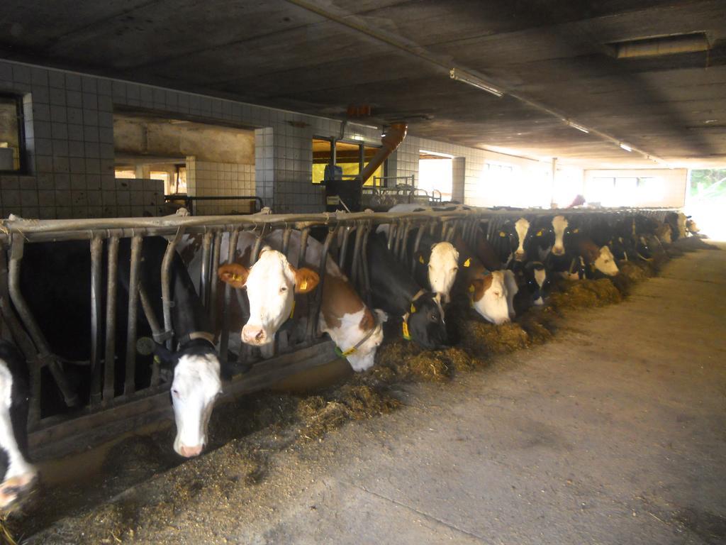 Ferienwohnung Am Bauernhof Strassonig Vulgo Hornis Moosburg Extérieur photo